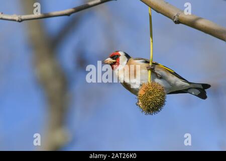 Primo piano di un goldfinch che mangia semi da un aereo di Londra Foto Stock