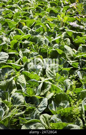 Campo di cavolo organico in una giornata di sole, fuoco selettivo. Foto Stock