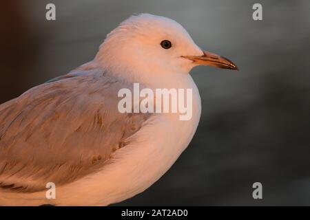 Ritratto di un gabbiano d'argento (Seagull) in Australia. Un gabbiano australiano comune. Questo è un gabbiano quasi maturo con il becco giovanile scuro che diventa arancione Foto Stock