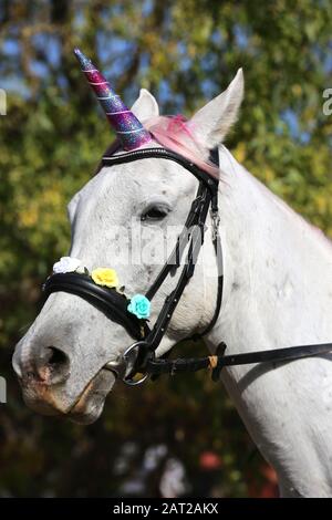 Sfondo magico con realistica di colore bianco cavallo Unicorno Foto Stock