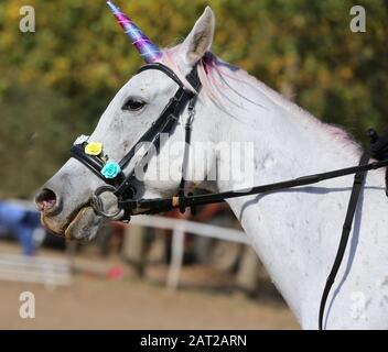 Bellissimo unicorno magico cavallo fotografia realistica Foto Stock