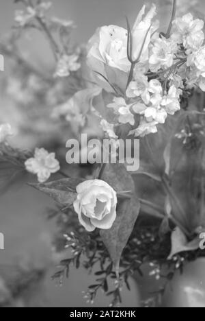 Bianco e nero immagine di rose in nero. Bianco, gardenia. Foto Stock
