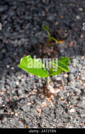 Una vista ravvicinata di una piccola pianta verde che cresce anche se il viale nero spesso catrame Foto Stock