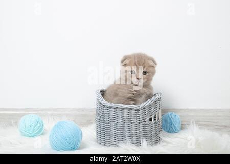 Piccolo gattino carino in un cesto con palline di filo su uno sfondo bianco Foto Stock
