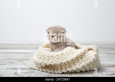 Un gattino rosso siede su un plaid beige lavorato a maglia. Foto Stock