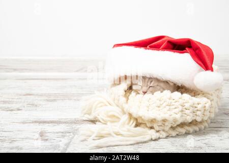 Gattino di zenzero piccolo dorme in un cappello di Natale Foto Stock