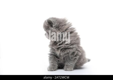 Gattino nero soffice. Su uno sfondo bianco isolato Foto Stock