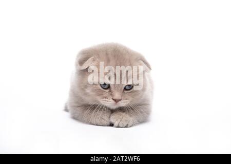 Il gattino rosso si trova su uno sfondo bianco Foto Stock