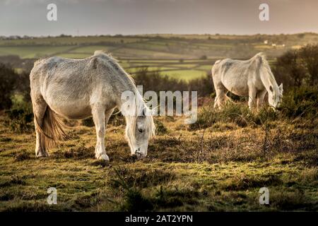 Wild Bodmin pony di pascolare su Goonzion Downs su Bodmin Moor in Cornovaglia. Foto Stock