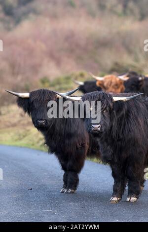 Highland bovini girovagando su una strada su Goonzion Downs in Cornovaglia. Foto Stock