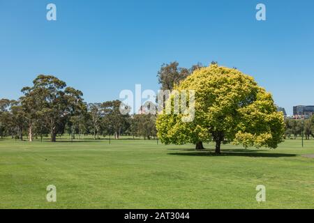 Vista Sul Fawkner Park, Melbourne Foto Stock