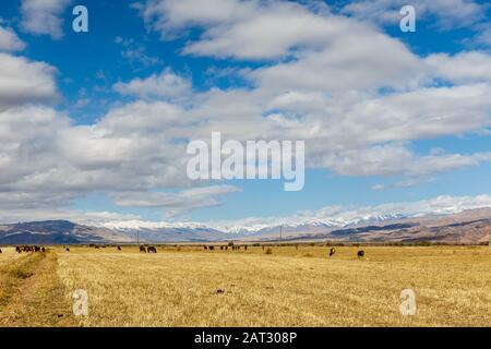 pascoli in montagna, cavalli e mucche pascolano sul campo sullo sfondo di montagne e cielo nuvoloso, kirghizistan Foto Stock
