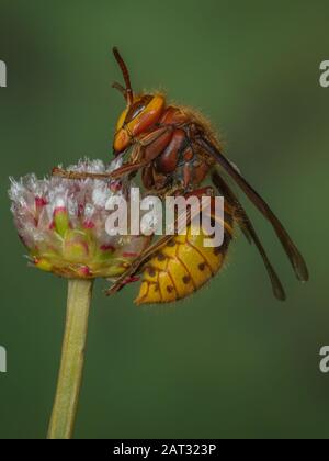 Hornet regina - Vespa crabro - su un gambo di fiori Foto Stock