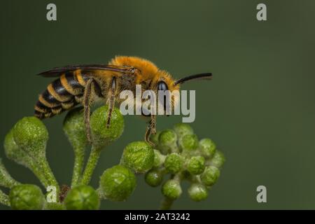 Maschio Colletes hederae Ivy Bee su una pianta di Ivy. Foto Stock