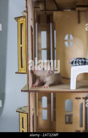 Piccoli ratti in una casa di legno simbolo di 2020 anno del ratto Foto Stock