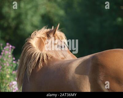 Un colpo di testa di uno splendido stallone gallese di castagno in un paddock. Foto Stock