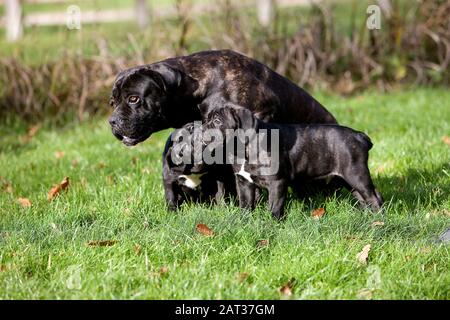 Corso di canna, razza di cane dall'Italia, femmina con Pup in piedi su Erba Foto Stock