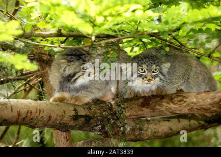 Manul o Pallas's Cat, otocobus manul, Coppia in piedi su Branch Foto Stock