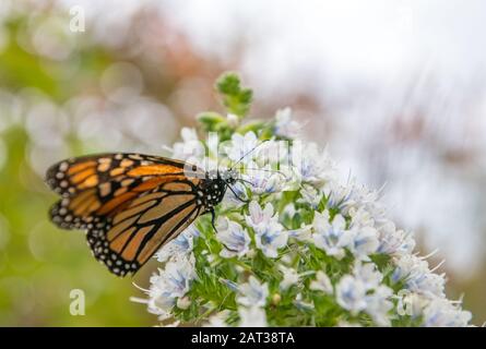 Primo piano di una farfalla monarca femminile (Danaus plexippus). Foto Stock