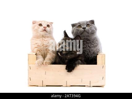 2 mesi di età i gattini in una cassa, un Nero guscio Tortoire British Shorthair, un blu Scottish Fold e una crema 402060 scozzese Gerard LACZ Foto Stock