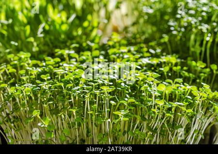 Microgens sulla davanzale alla luce del sole. Germogli di rucola di fronte ad altri germogli. Vista frontale di piantine verdi e piante giovani. Foto Stock