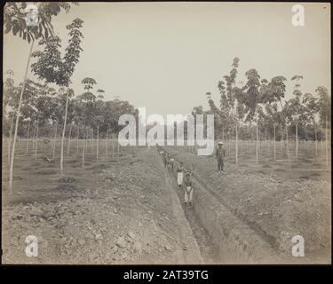 Piantagione di gomma Balang Seragam in Deli Digging trincee per canali di drenaggio sulla piantagione di gomma Balang Seragam in Deli (East Sumatra) Data: 1880 posizione: Deli, Indonesia, Olandese- India, Sumatra Parole Chiave: Lavoratori, piantagioni, gomma Foto Stock
