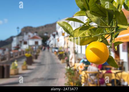 Limoni che crescono al di fuori di un ristorante a Tejeda, Gran Canaria. Foto Stock