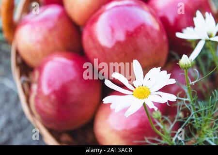 Le mele rosse mature fresche si trovano in un cesto di vimini. Vitamine e una dieta sana. Concetto vegetariano. Primo piano. Foto Stock