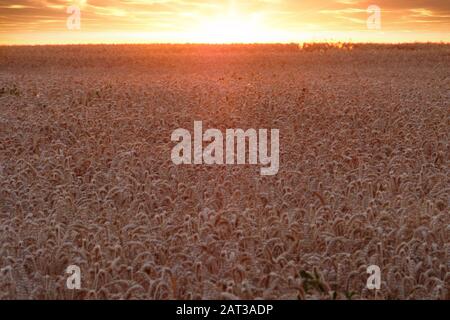 Bel colpo di punte di grano nel campo durante il tramonto Foto Stock