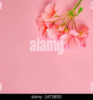 Il fiore di un geranio di colore corallo si trova sullo sfondo di un delicato colore corallo Foto Stock