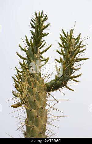 Un basso angolo di ripresa del cactus dell'ago di Eva che si mostra le sue lunghe spine appuntite Foto Stock