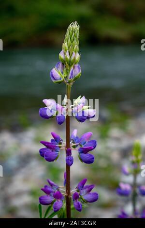 Colpo verticale di closeup di un fiore di lavanda di foglia di felce sopra uno sfondo sfocato Foto Stock