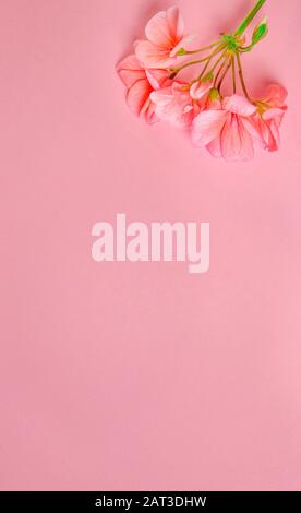 Il fiore di un geranio di colore corallo si trova sullo sfondo di un delicato colore corallo Foto Stock