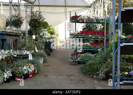 Matlock, Derbyshire, Regno Unito. 19 Gennaio 2020. Centro commerciale di giardino che vende piante in gennaio per la casa e giardino a Matock in Derbyshire, Regno Unito. Foto Stock