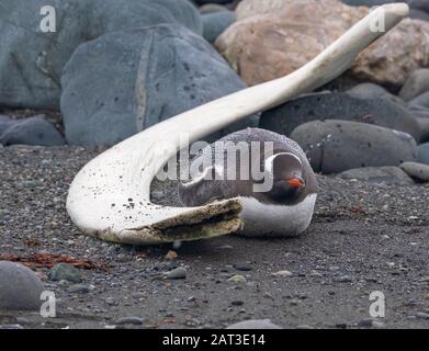 Pinguino Gentoo facendo uno scatto vicino ad un osso di balena su una spiaggia nelle Isole Shetland del Sud, Antartide Foto Stock