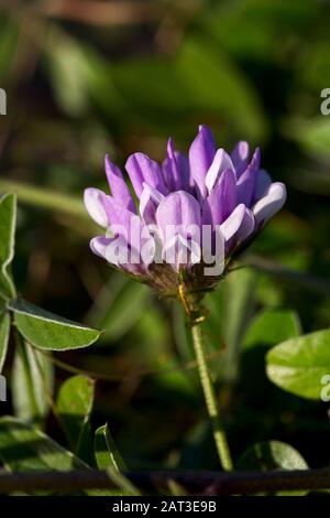 Viola testa di fiore del trifoglio di Pitch, trifoglio di Pitch, Bituminaria bituminosa che cresce in garrigue. Foto Stock