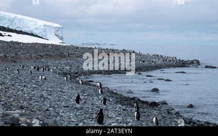 Colonia Di Pinguini Gentoo A Yankee Harbor, Greenwich Island, South Shetland Islands, Antartide Foto Stock