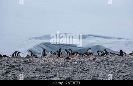 Colonia Di Pinguini Gentoo A Yankee Harbor, Greenwich Island, South Shetland Islands, Antartide Foto Stock