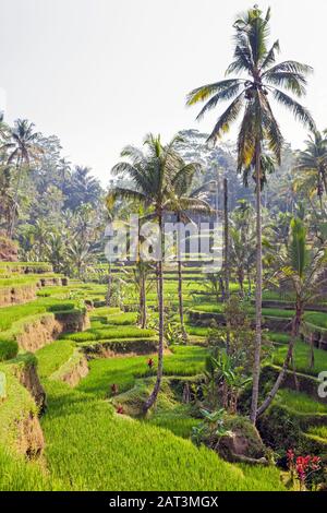 Indonesia, Bali, Terrazze Di Riso Tegalalang Vicino A Ubud Foto Stock