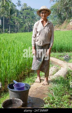 Asia, Indonesia, Bali, Terrazze di riso Tegalalang, Donna che lavora nei campi Foto Stock