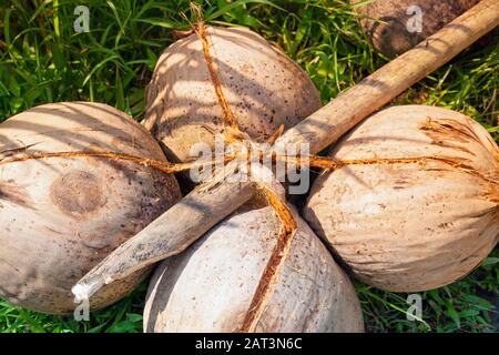 Indonesia, Bali, terrazze di riso Tegalalang, Quattro noci di cocco legate ad un palo Foto Stock