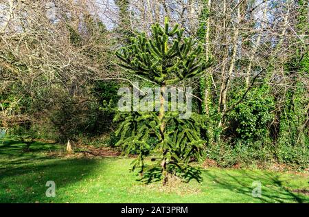 Un albero di Puzzle delle scimmie, Araucaria Araucarana, visto qui in un parco. Foto Stock