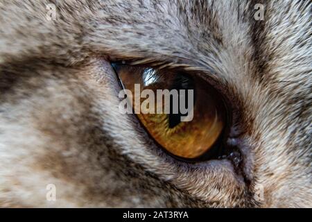 Giovane pazzo sorpreso gatto fare grandi occhi closeup. Americano shorthair sorpreso gatto o gattino divertente viso grandi occhi. Giovane gatto che guarda sorpreso e. Foto Stock