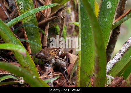 Mountain Wren - Troglodytes solstitialis, piccolo uccello timido marrone perching da foreste del Sud America, versante andino orientale, Guango Lodge, Ecuador. Foto Stock