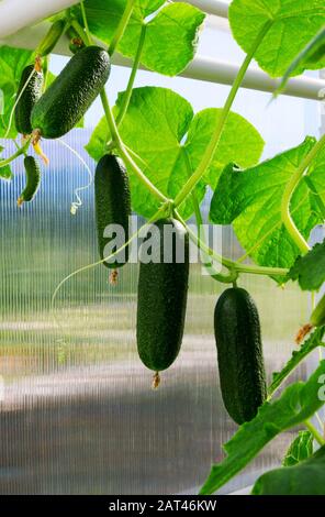 Pianta di cetriolo. Coltivazione Di Cetrioli Biologici Freschi. Foto Stock