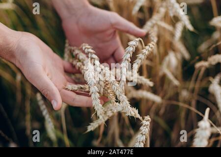 Chiudiate una mano maschio che tiene un grano. Vista dall'alto- immagine Foto Stock