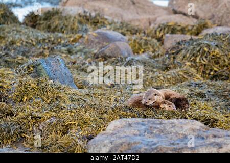 European Otters(Lutra lutra) madre e cucciolo che riposano a riva su un letto di alghe marine bladderrack al sole Foto Stock