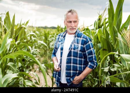 Ritratto di un vecchio agronomo in piedi in un campo di mais che tiene i documenti nelle sue mani e prende il controllo della resa Foto Stock