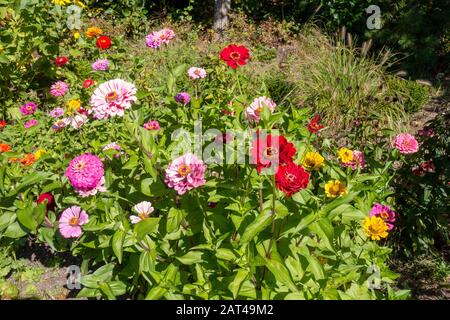 Zinnia elegans fiori in rosso, rosa e giallo Foto Stock