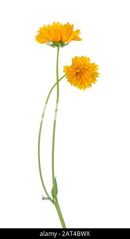 Coreopsis fiori isolati su bianco Foto Stock